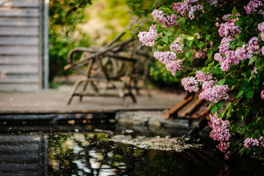 pond with lilacs