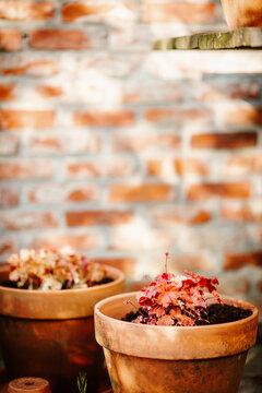 Terracotta pots with red plants
