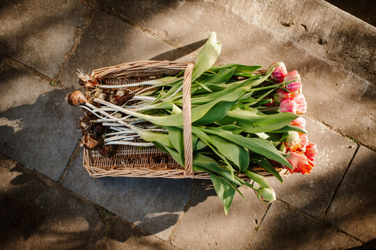 Rattan basket with freshly picked tulip flowers