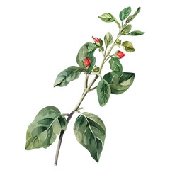 Watercolor vector of Ashwagandha Plant, isolated on a white background, Ashwagandha Plant vector