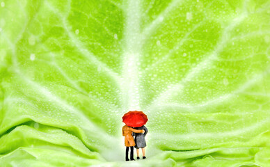 miniature couple with red umbrella on a their way on a lettuce leaf