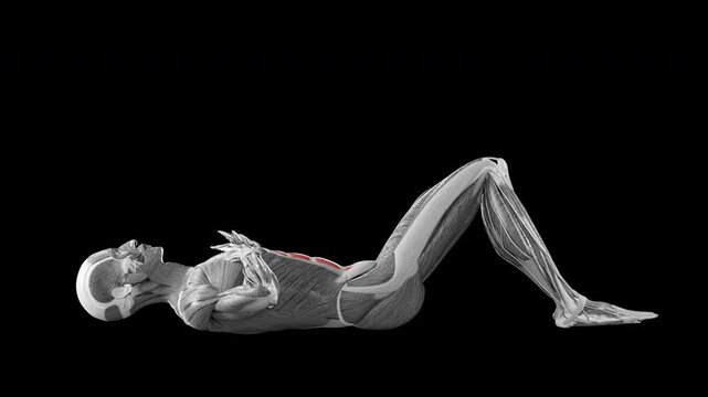 Crunches exercise  demonstration with muscle identification - side view