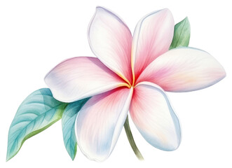 Fototapeta premium PNG Flower petal plant transparent background.