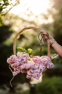 anonymous woman with basket full of lilac flowers