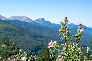 Fototapeta premium meadow with flowers