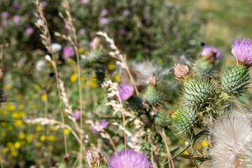 close up of lavender
