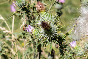 close up of thistle flower