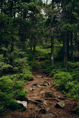 path in the forest