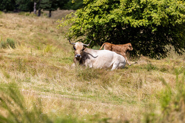 Fototapeta premium Vaches sur les plateaux de l'Aubrac