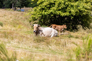 Vaches sur les plateaux de l'Aubrac