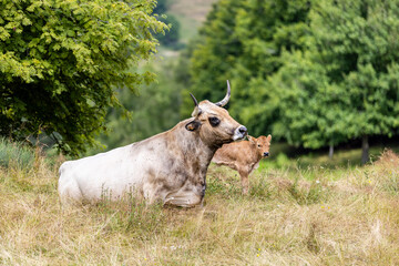 Obraz premium Vaches sur les plateaux de l'Aubrac