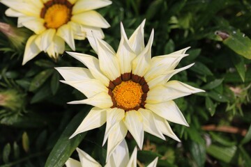 Gazania raide