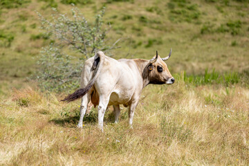 Vaches sur les plateaux de l'Aubrac