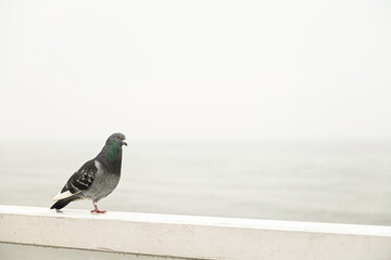 pigeon on the pier