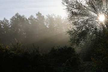 Sonnenstrahlen im Wald