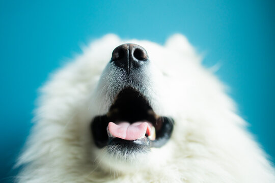 A dog's nose