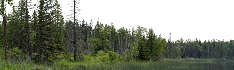 A panoramic view of a northern forest setting and a marshy lake. The sky is transparent.
