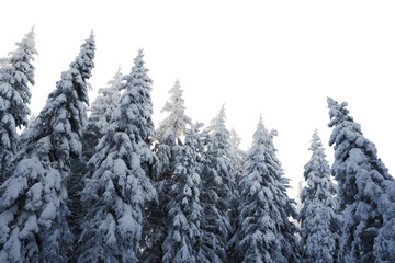 Looking up at a group of mature white spruce trees that are covered with heavy snow. The sky is transparent.

