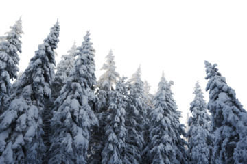 Looking up at a group of mature white spruce trees that are covered with heavy snow. The sky is transparent.

