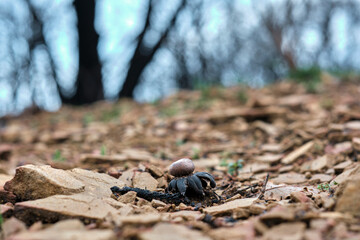 Burnt Earthstar Fungus on Charred Forest Floor