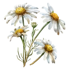 Watercolor vector of Chamomile flowers, isolated on a white background, Chamomile vector