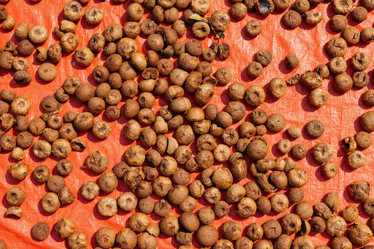Sun-Drying Betel Nuts