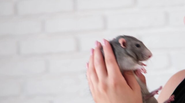 Young woman holding a cute pet rat