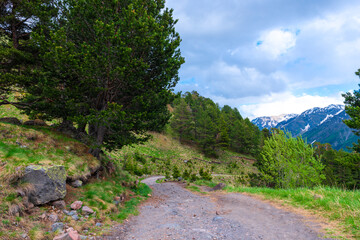 Obraz premium A picturesque mountain trail with pine trees on the background of a snow-covered cliff. The mountains of the North Caucasus. Russia.