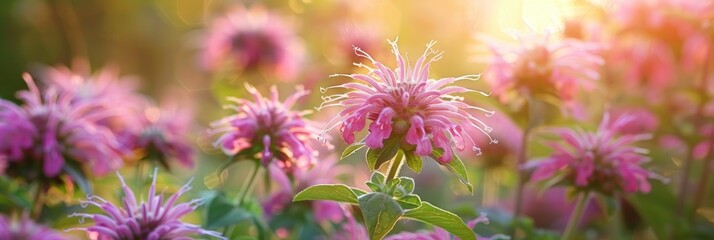Obraz premium A genus of flowering plants in the Lamiaceae family native to North America Monarda is also known as bee balm horsemint oswego tea and bergamot