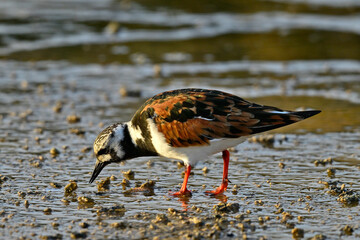 Ruddy turnstone // Steinwälzer (Arenaria interpres)