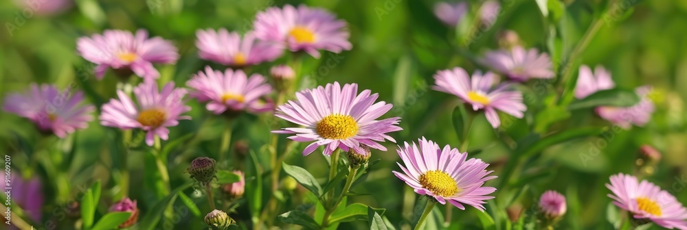 Sticker Small Flowers Fleabane Daisies in Natural Setting