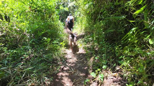 Persona caminando con perro por sendero selv&aacute;tico entre vegetaci&oacute;n densa en bosque tropical de Alajuela, Costa Rica