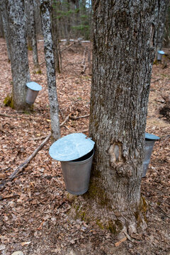 Maple sap buckets in the winter woods