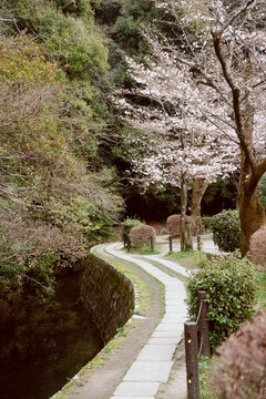 Philosoper&rsquo;s path in Kyto in spring