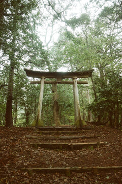 Wooden torii gate in the forest