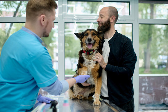  veterinarian examines the dog