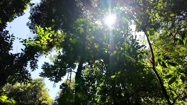 Vista a las copas de los arboles en bosque de poas de alajuela, costa rica