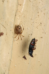natural tetragnatha extensa spider macro photo