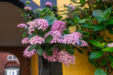 purple flowers on the yellow wall
