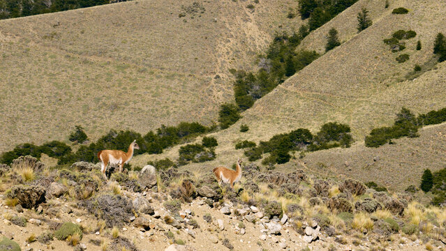 lamas Grazing on a Hillside