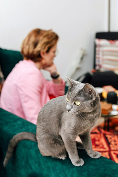 Emotional support Animal Portrait