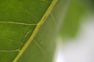 close up of a leaf
