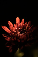red dahlia flower in black background very contrasted red flower