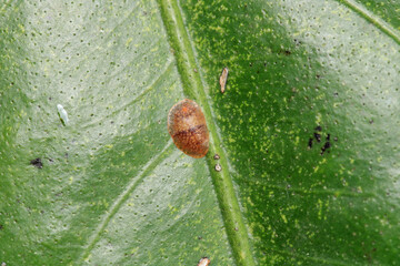 nut tree bark louse insect