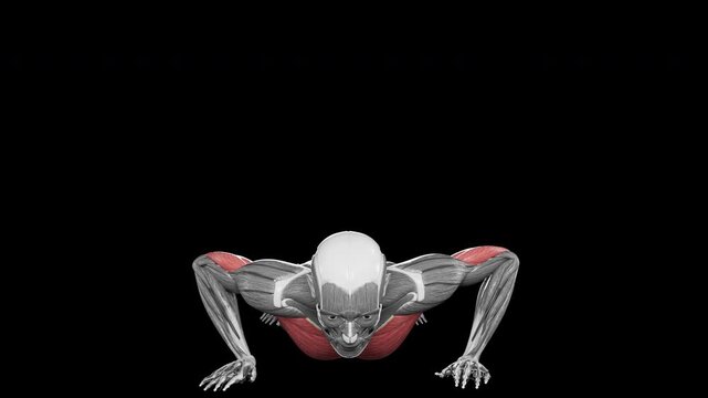 Pushups exercise demonstration with muscle identification - front view