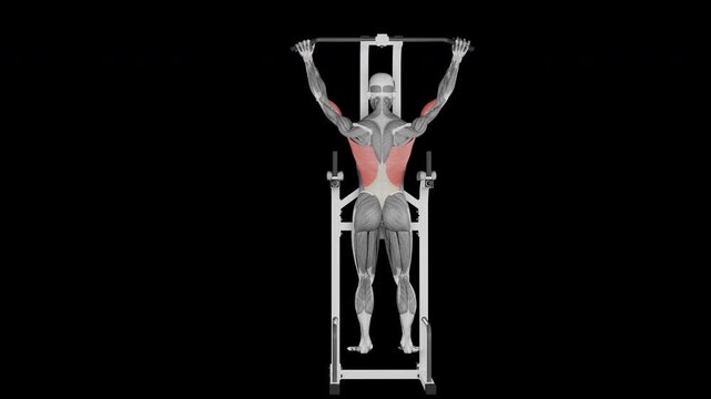 Assisted pull-up exercise  demonstration with muscle identification - front view