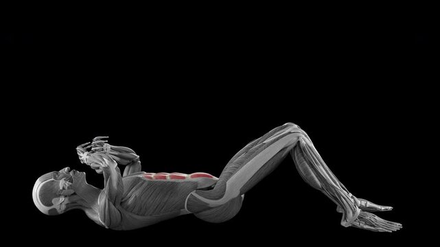 Situps exercise demonstration with muscle identification - side view