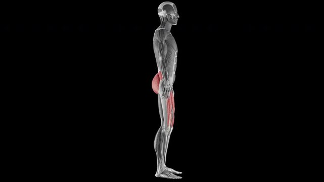 Squat bodyweight exercise demonstration with muscle identification - side view