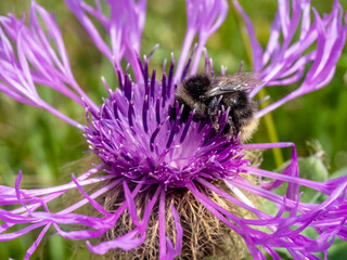 Close-up with a bumblebee  ( Bombus )  sitting on a Centaurea phrygia flower. 
