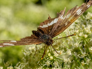 Close-up with Hungarian glider butterfly (neptis rivularis) sitting on a  flower. 